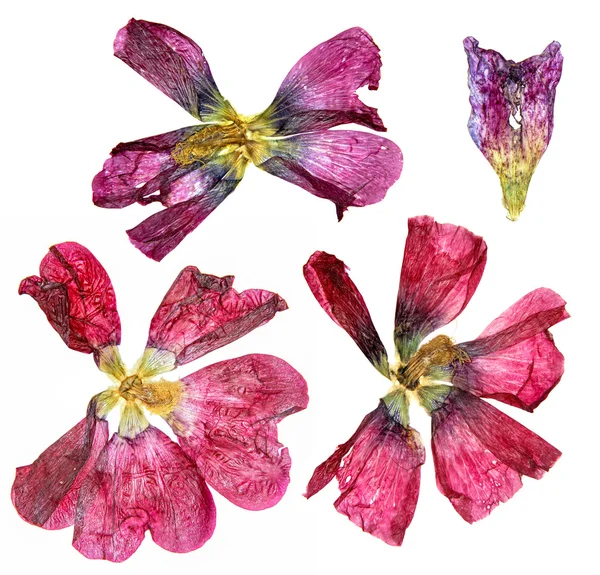 Тюльпан перспектива квіти і пелюстки — стокове фото
