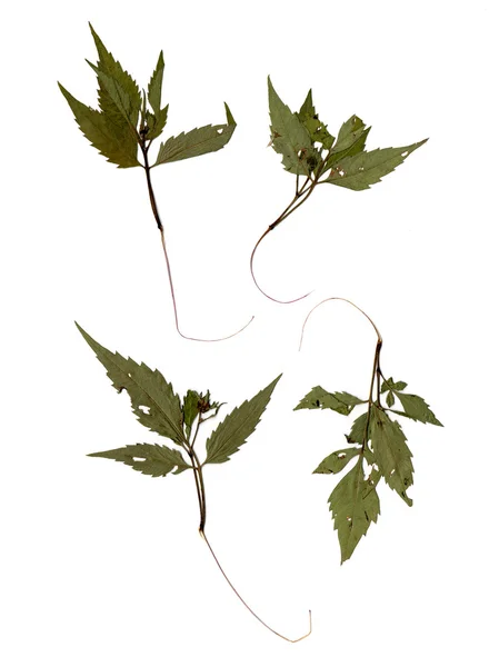 Висушене листя темношкірого — стокове фото