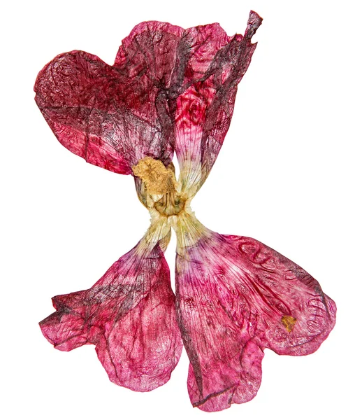 Τουλίπα προοπτική λουλούδια και πέταλα — Φωτογραφία Αρχείου