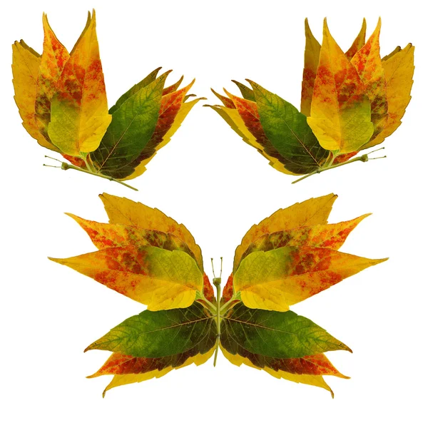 Floral butterfly made of leaves — Stock Photo, Image