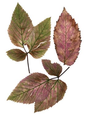 taş berry kuru çok renkli yaprakları