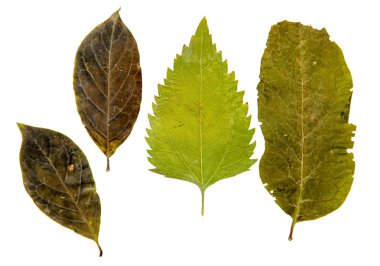 Kuru çok renkli yeşil yaprak