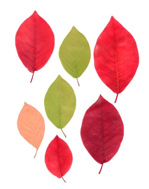 Wolfberry Perspektif kuru hassas yaprak