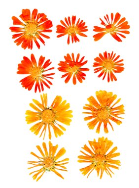 preslenmiş calendula çiçek ve yaprakları