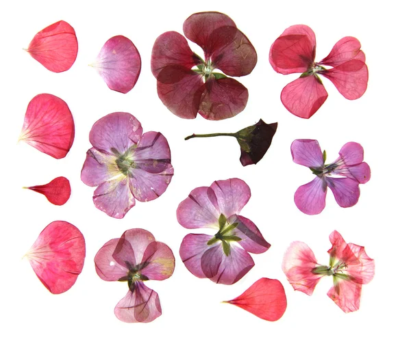 Geperste meerkleurige geranium instellen perspectief. Droge gevoelige isol — Stockfoto