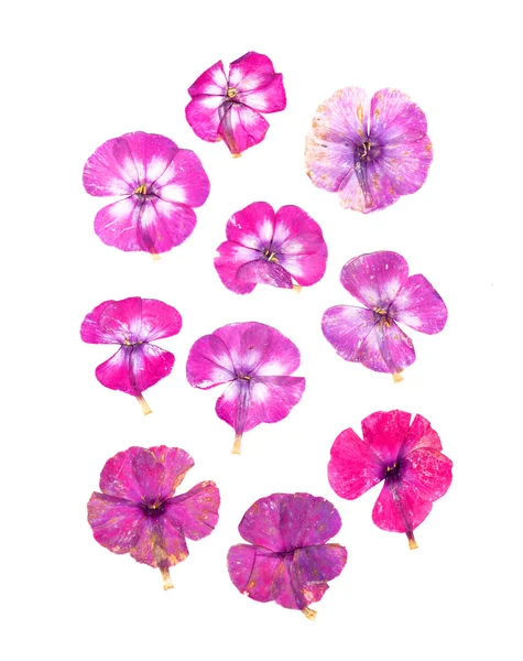 Flores prensadas phlox set perspective . — Fotografia de Stock