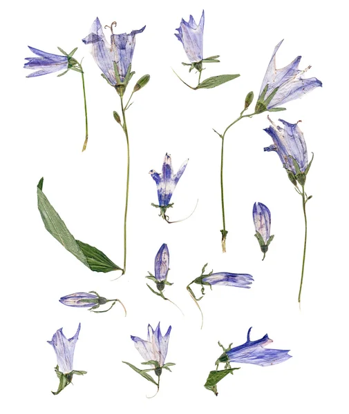누르면 창백한 푸른 초 롱 꽃 속 — 스톡 사진