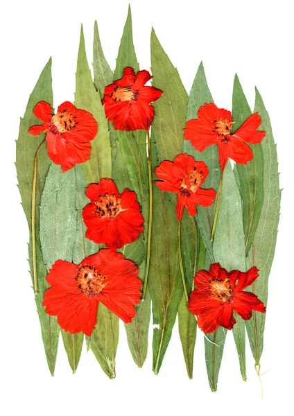 Applique kosmeya Blüten auf grünen Blättern — Stockfoto