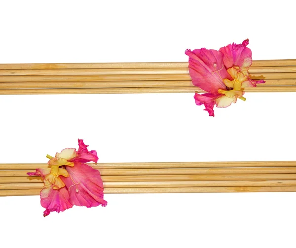 blossoming gladiolus flower on bamboo sticks
