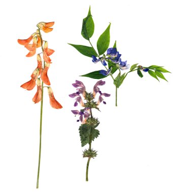 Kuru çok renkli tatlı bezelye 