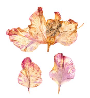 Kuru Glayöl çiçek yaprakları