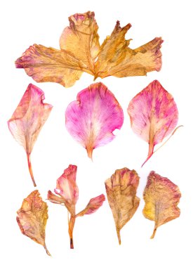 Kuru Glayöl çiçek yaprakları