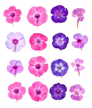 Kuru pembe phlox perspektifi ayarla
