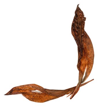 Kuru turuncu zambak yaprakları