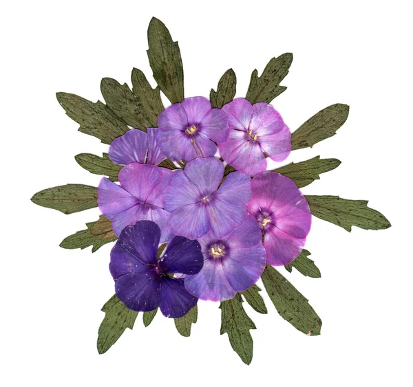 Geperste phlox stoffen — Stockfoto