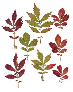 preslenmiş orman küçük ayarlama kuru hassas bırakır 