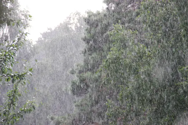 Rainy day. Pine and birch under the shower — Stock Photo, Image