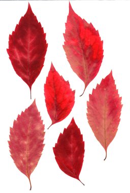 Sonbahar Sibirya kırmızı akçaağaç yaprakları preslenmiş 