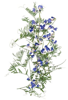 uygulama, Kuru tatlı bezelye bir buket