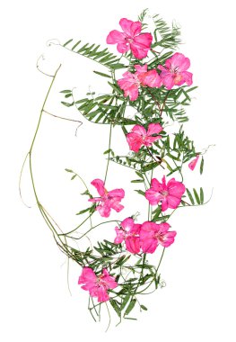 uygulama, Kuru Sardunya ve tatlı bezelye bir buket