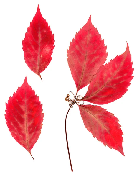 Herfst Siberische rode esdoorn bladeren ingedrukt — Stockfoto