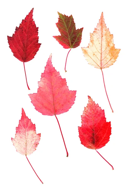 Яркие отжатые березовые листья — стоковое фото