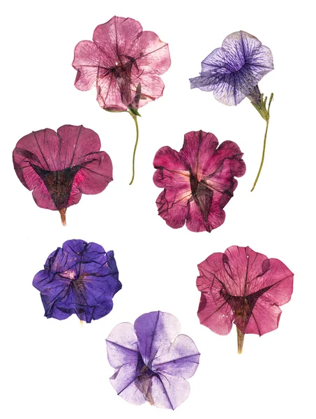 Gedroogde geperst kleurrijke Petunia 's — Stockfoto