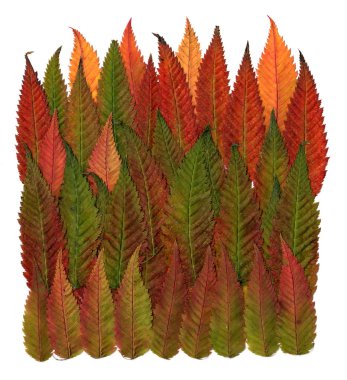 çok renkli basılan dekoratif yaprakları geometri formları