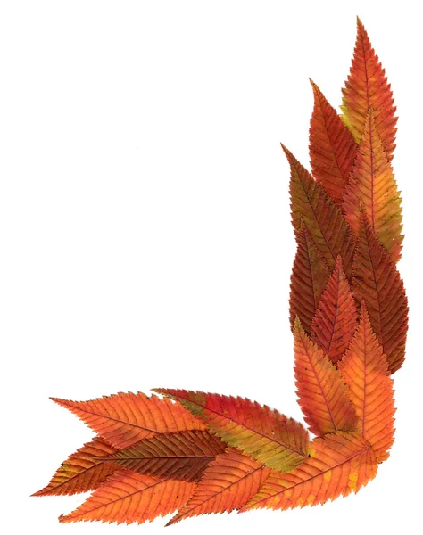 Mehrfarbig gepresste dekorative Blätter in geometrischen Formen — Stockfoto