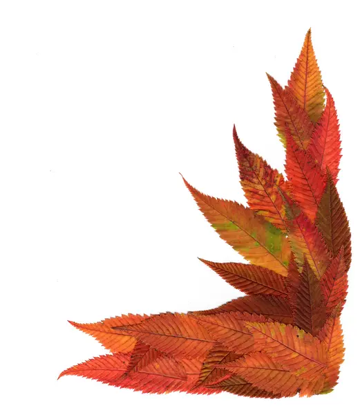 Mehrfarbig gepresste dekorative Blätter in geometrischen Formen — Stockfoto