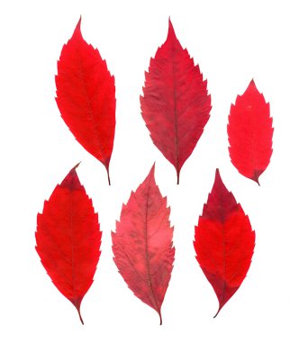 Sonbahar Sibirya kırmızı akçaağaç yaprakları preslenmiş