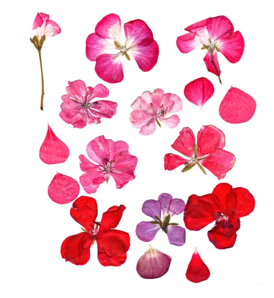 Pressed multicolour geranium set — Stock Photo, Image