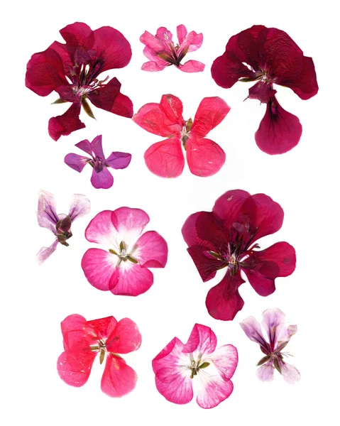 Meerkleurige geranium set ingedrukt — Stockfoto