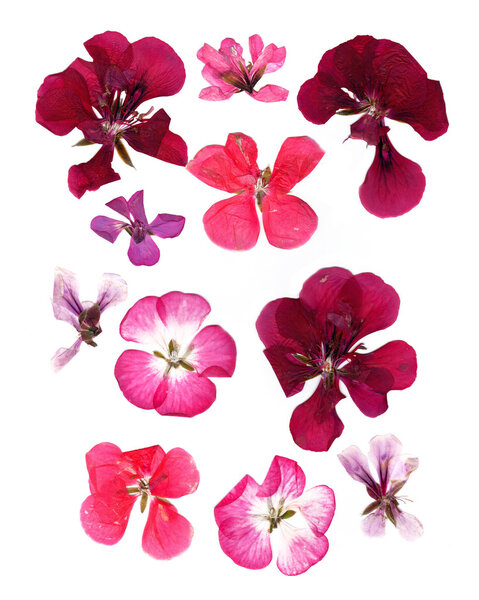 Pressed multicolour geranium set