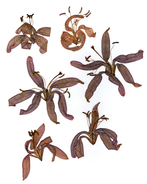Extrudované PLÁTKY sušené lily — Stock fotografie