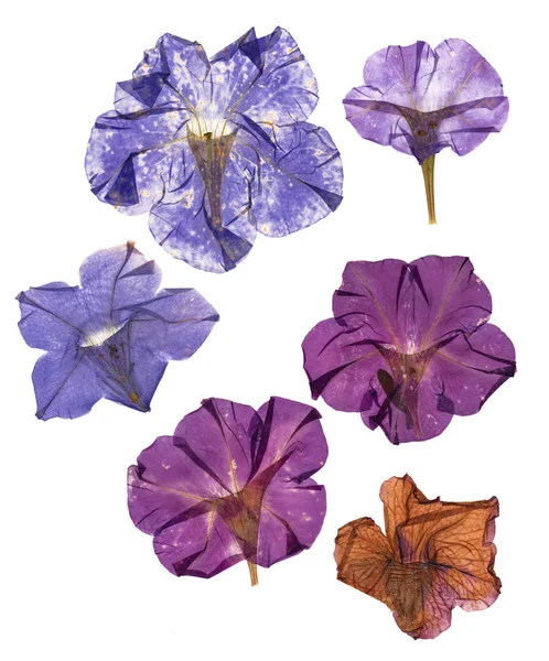 Gedroogde geperst kleurrijke Petunia 's — Stockfoto