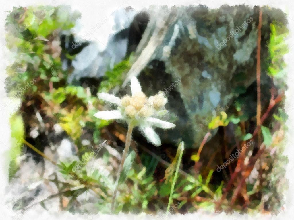 Watercolor edelweiss on a rocky hillside