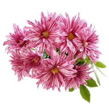 Mor papatya beyaz zemin üzerinde. İzole