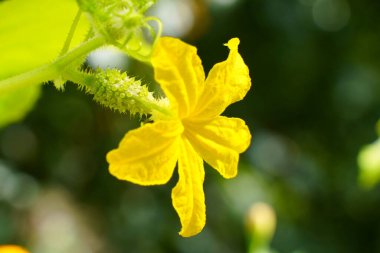 Çiçek açan salatalıklar. Çiçekli bir salatalığın taze meyvesi. Yakın plan.