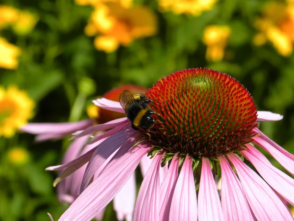 Coneflower virág és a méhek — Stock Fotó