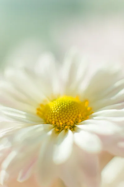 Chrysanthemen — Stockfoto