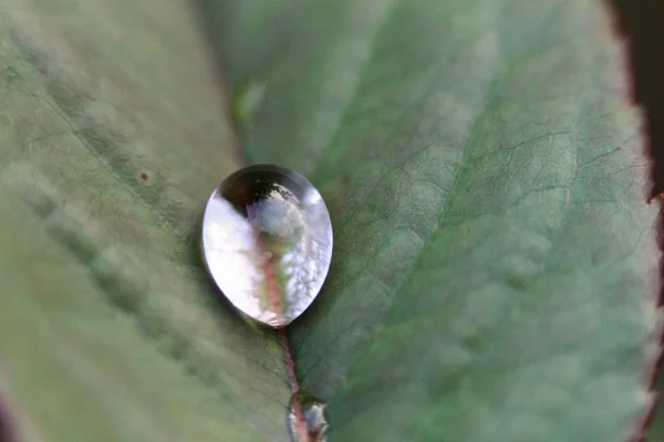 Caída en una hoja — Foto de Stock