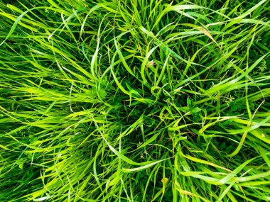 Fotoğraf tepeden tırnağa