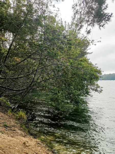 Reflection Trees Water — Stock Photo, Image