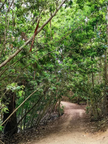 Weg Het Bos — Stockfoto