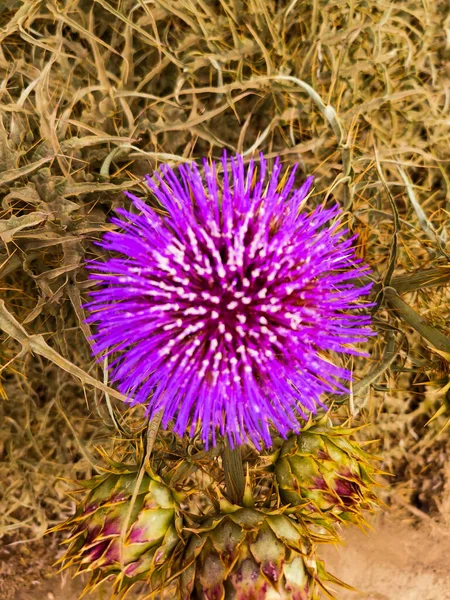 Purple Flower Beach — Stock Photo, Image