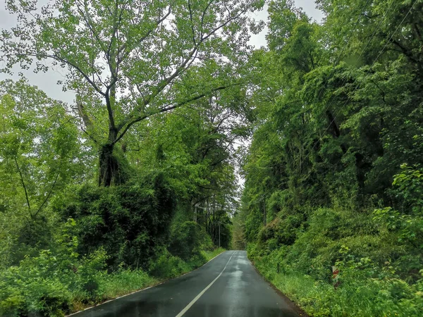 Estrada Entre Árvores Dia Chuvoso — Fotografia de Stock