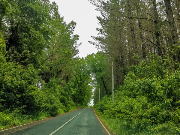 Weg Tussen Bomen Een Bewolkte Dag — Stockfoto