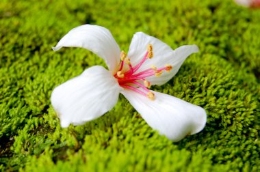 Fordii (Tung) ağaç çiçek Close-Up