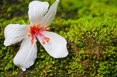 Fordii (Tung) ağaç çiçek Close-Up